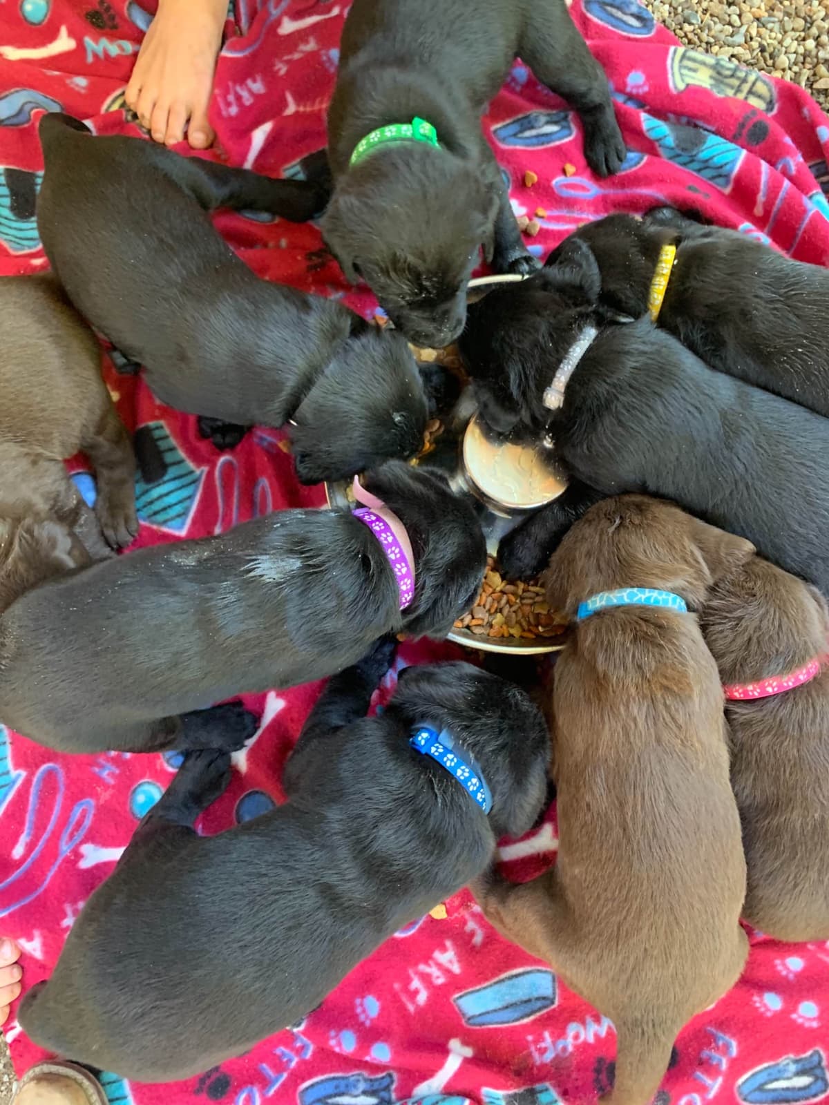 Labrador Retriever Puppies breeder image 21