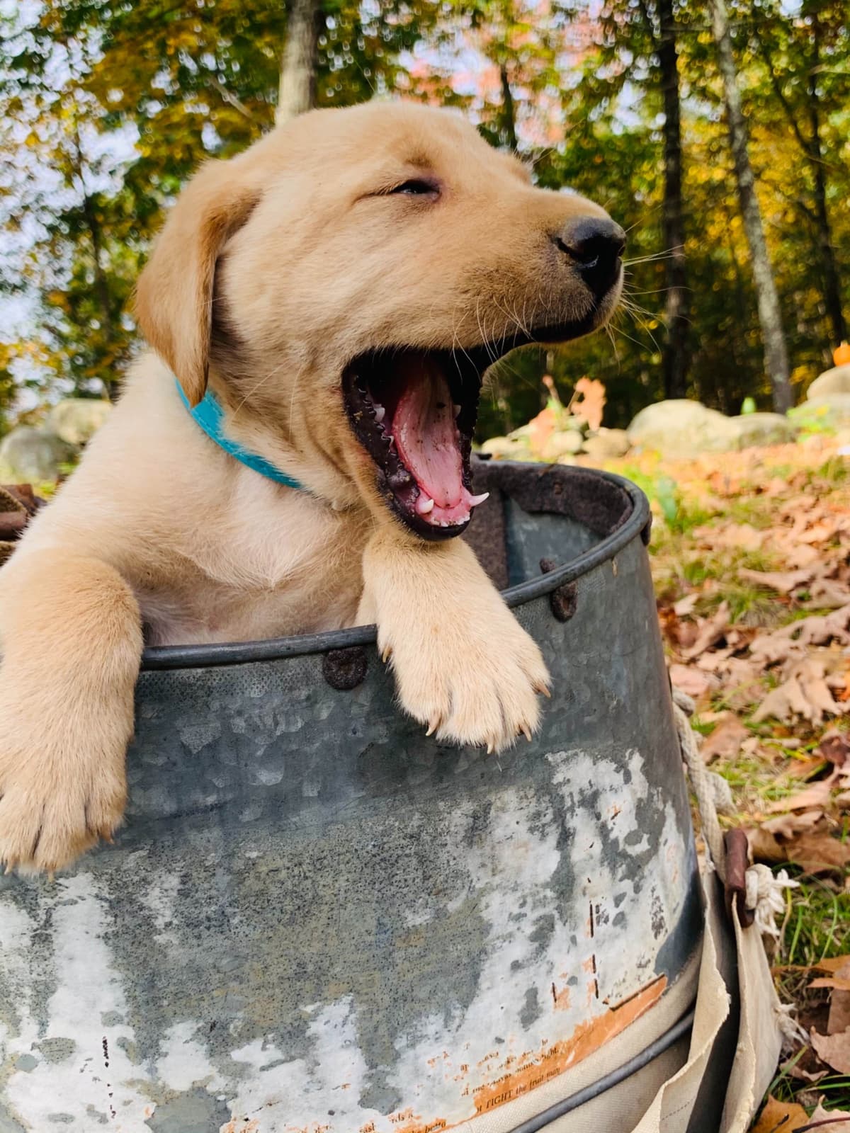 Labrador Retriever Puppies breeder image 22