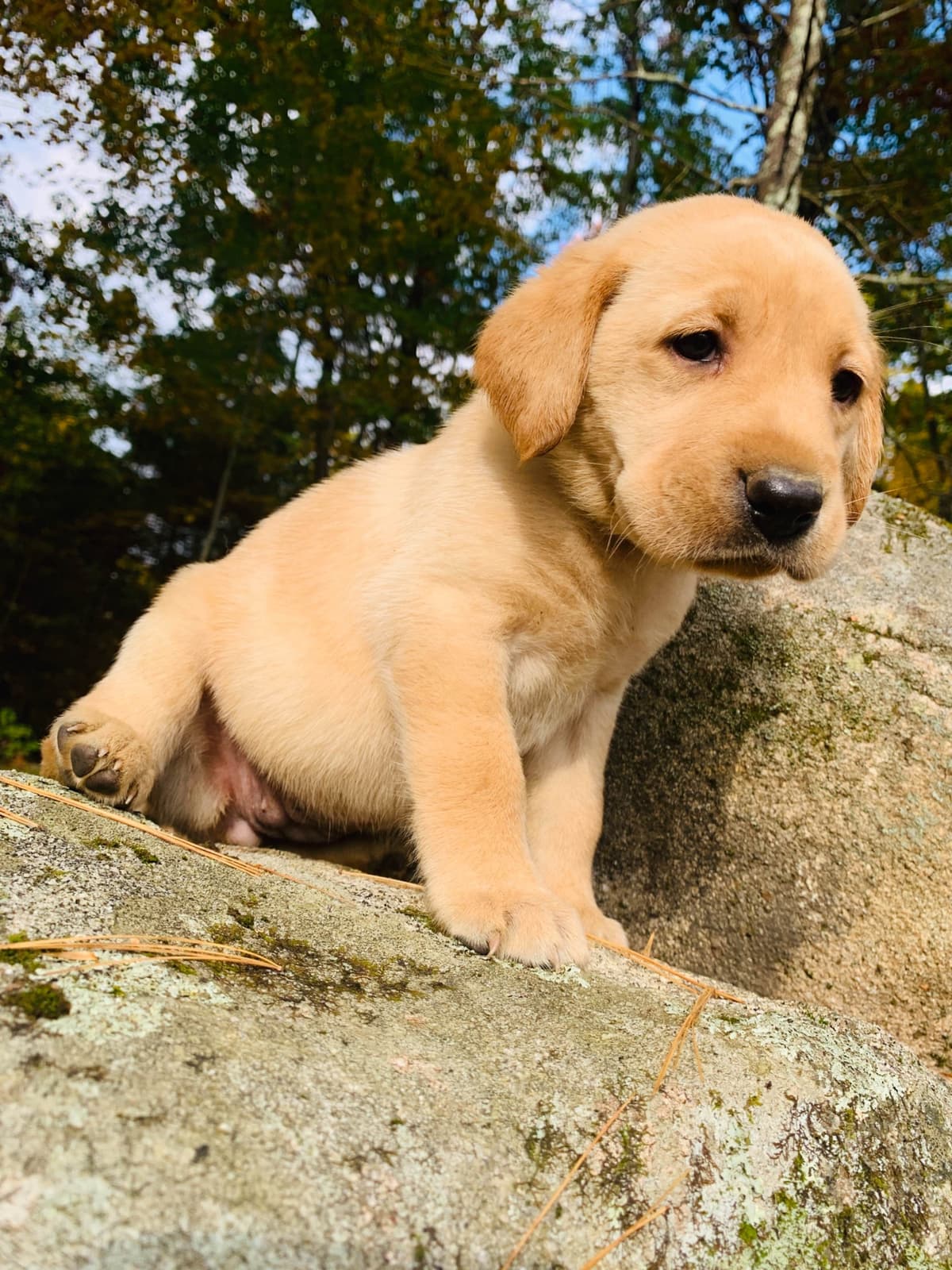 Labrador Retriever Puppies breeder image 23