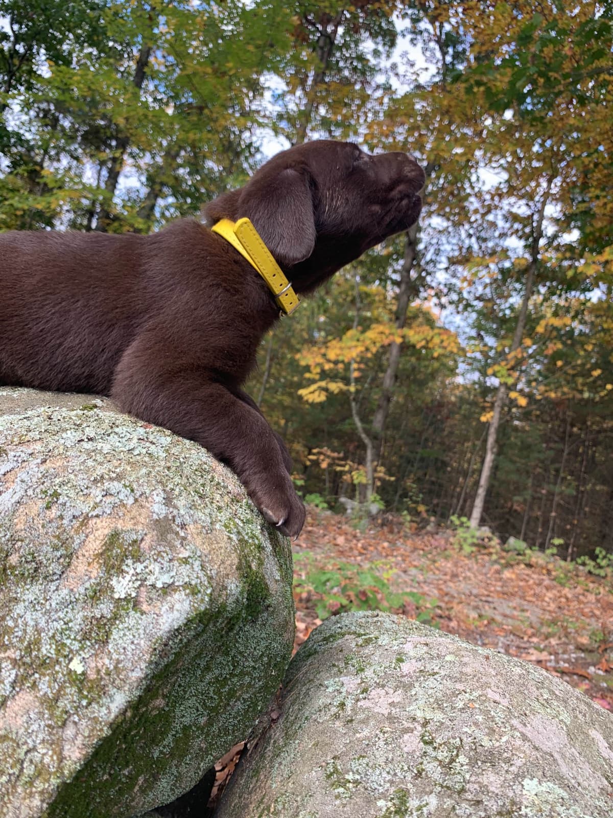 Labrador Retriever Puppies breeder image 24