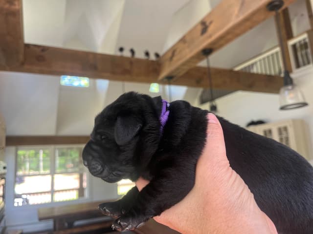 Labrador Retriever Puppies media 2