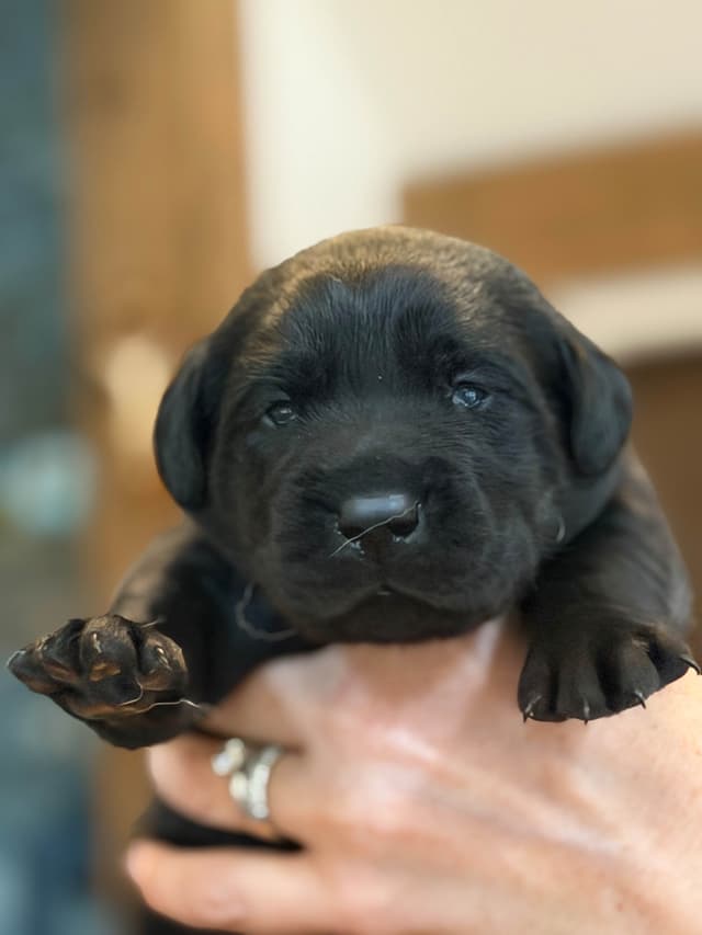 Labrador Retriever Puppies media 4