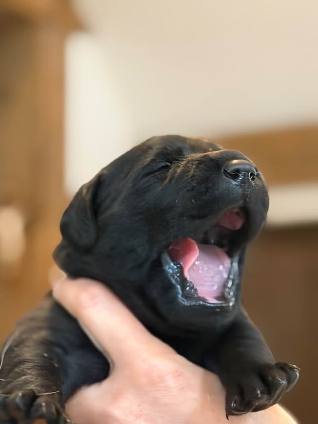 Labrador Retriever Puppies media 3