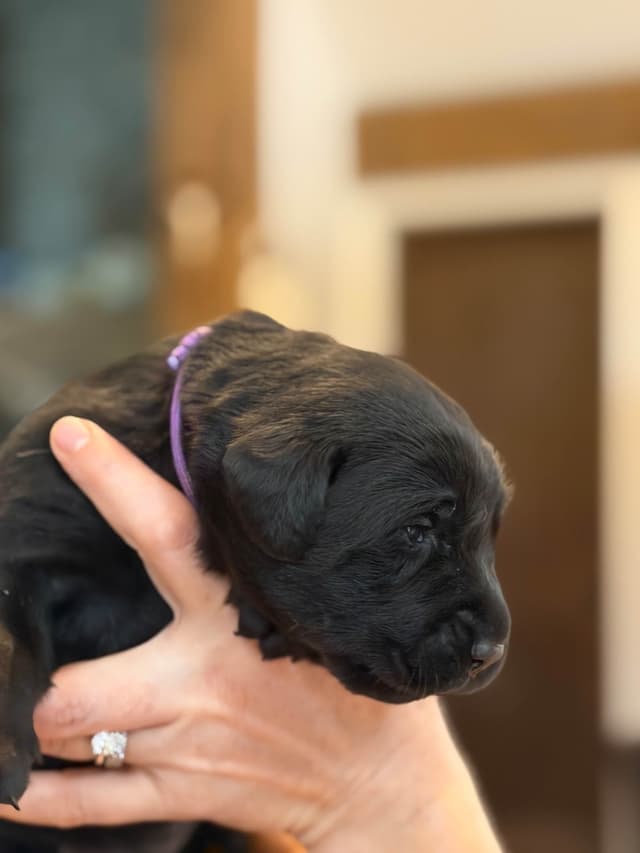 Labrador Retriever Puppies media 5