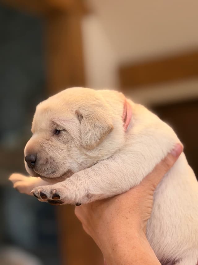 Labrador Retriever Puppies media 6
