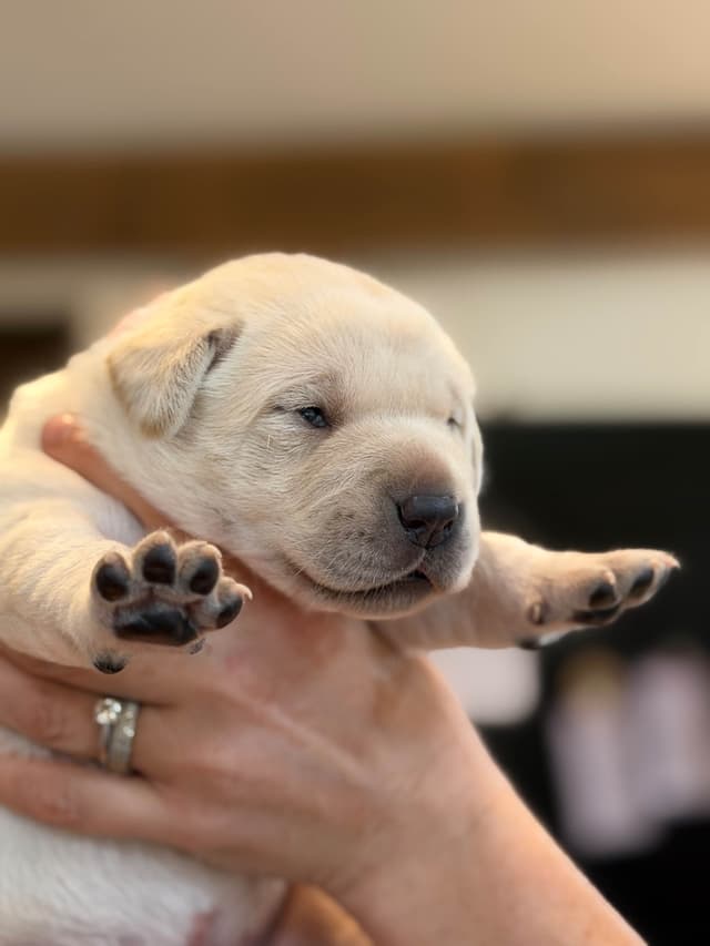 Labrador Retriever Puppies media 7