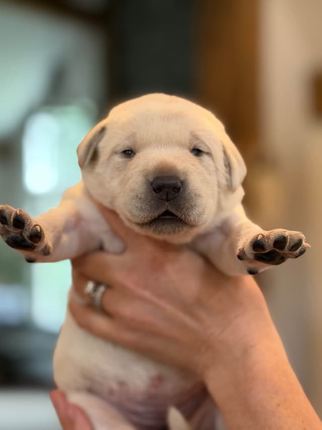 Labrador Retriever Puppies media 8