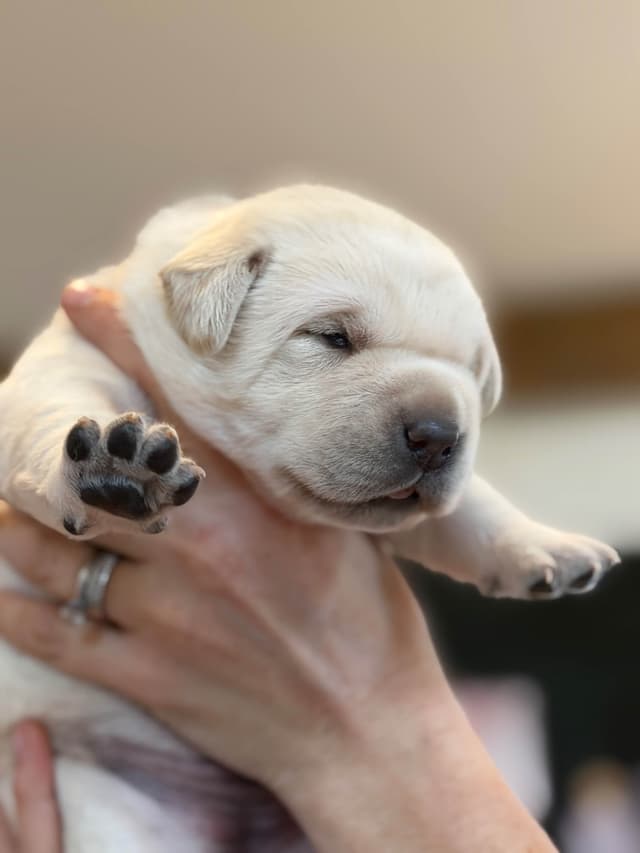 Labrador Retriever Puppies media 11