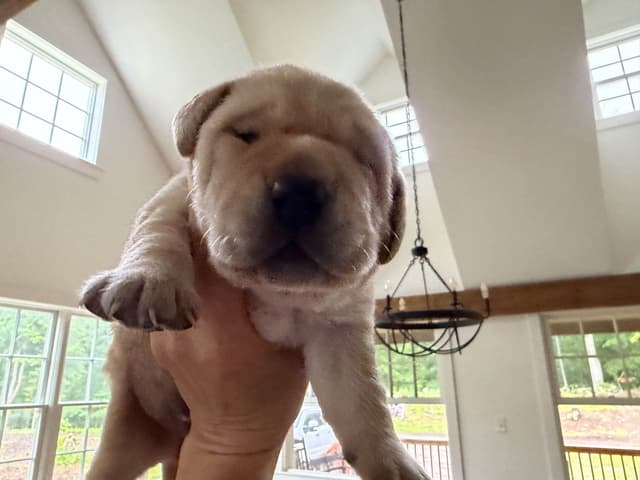 Labrador Retriever Puppies media 12