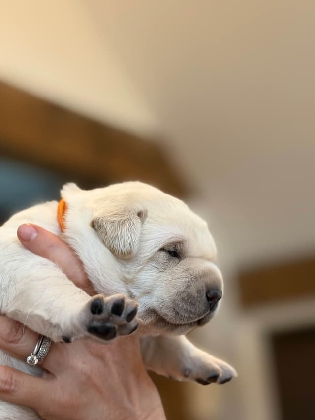 Labrador Retriever Puppies media 13