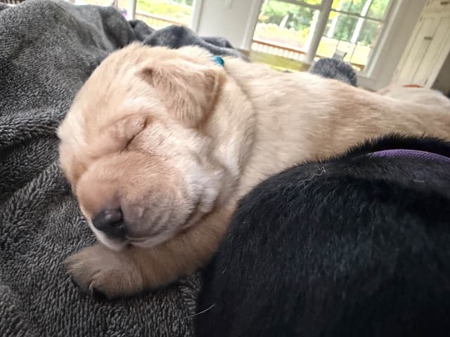 Labrador Retriever Puppies media 14