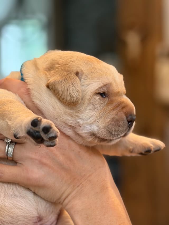 Labrador Retriever Puppies media 15