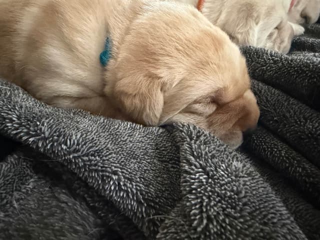 Labrador Retriever Puppies media 17