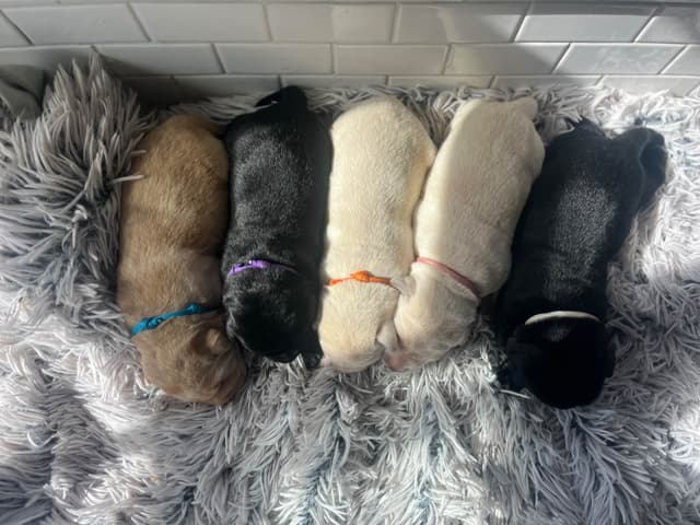 Labrador Retriever Puppies media 16