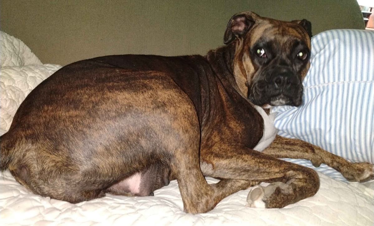 AKC Registered Boxer Puppies – Health Checked & Ready for New Homes breeder image 1