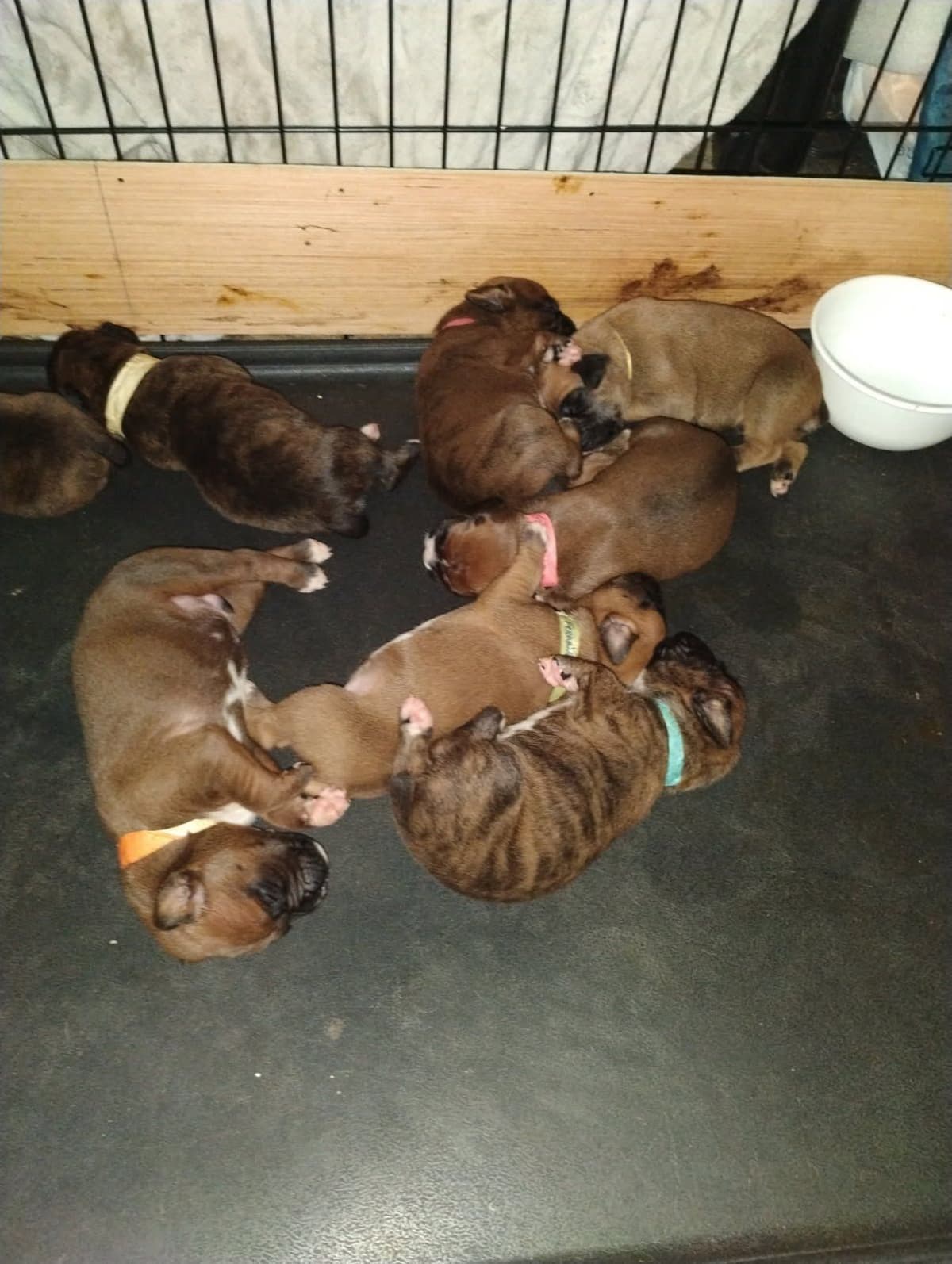 AKC Registered Boxer Puppies – Health Checked & Ready for New Homes breeder image 2