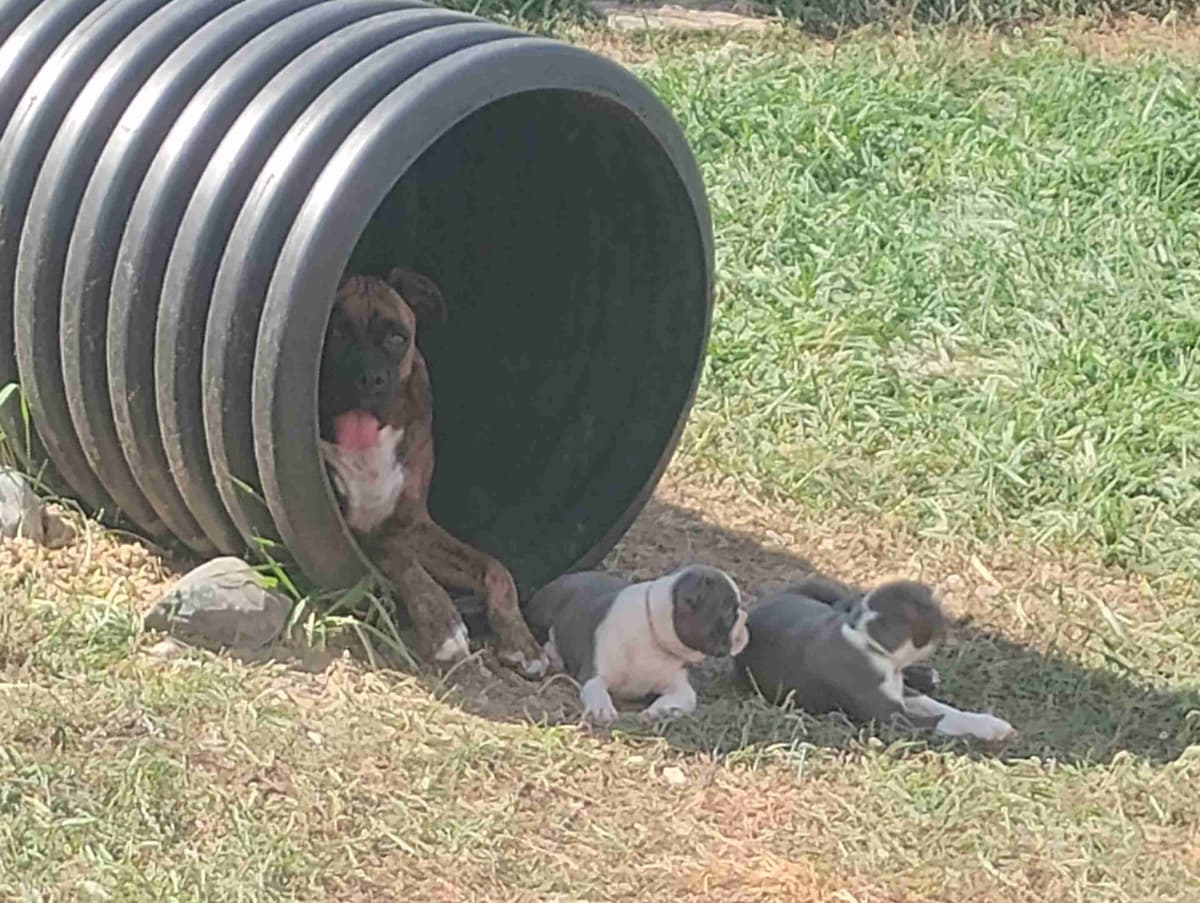AKC Registered Boxer Puppies – Health Checked & Ready for New Homes breeder image 5