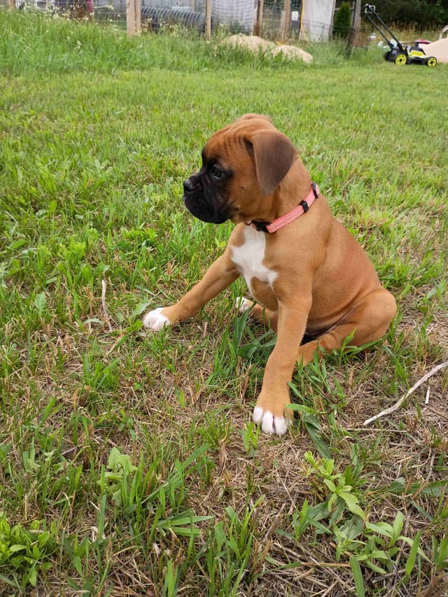 AKC Registered Boxer Puppies – Health Checked & Ready for New Homes media 2