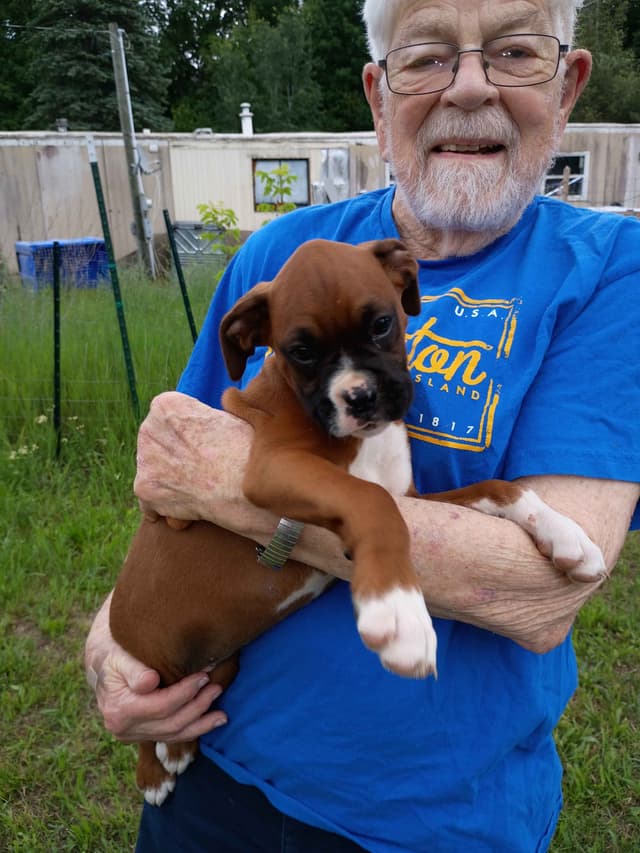 AKC Registered Boxer Puppies – Health Checked & Ready for New Homes media 4