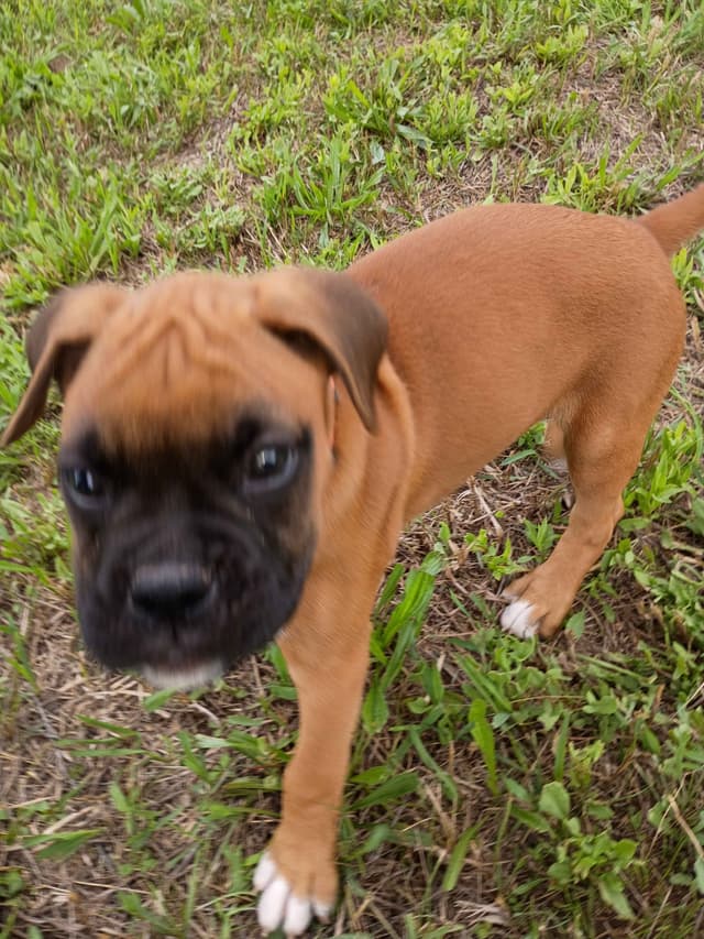 AKC Registered Boxer Puppies – Health Checked & Ready for New Homes media 5