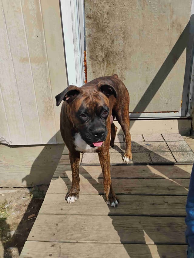 AKC Registered Boxer Puppies – Health Checked & Ready for New Homes media 7