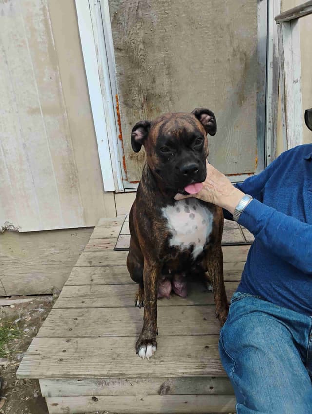 AKC Registered Boxer Puppies – Health Checked & Ready for New Homes media 8