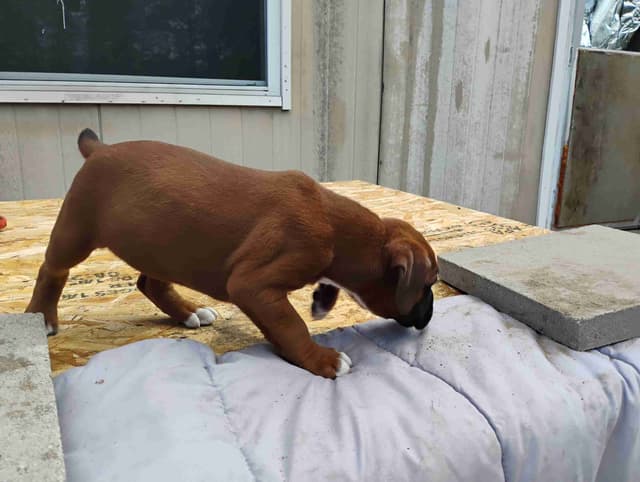 AKC Registered Boxer Puppies – Health Checked & Ready for New Homes media 9