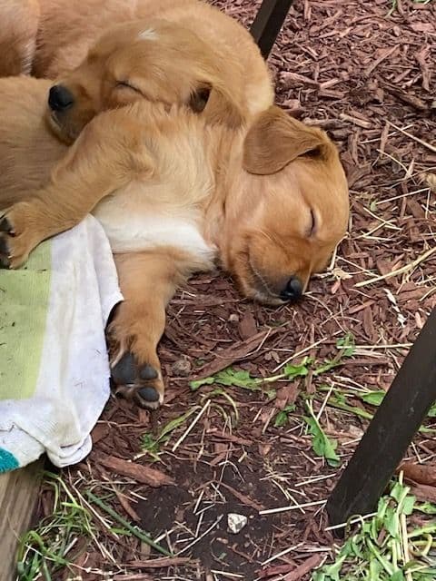 Dark RED Golden Retriever Puppies media 2