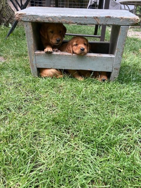 Dark RED Golden Retriever Puppies media 4