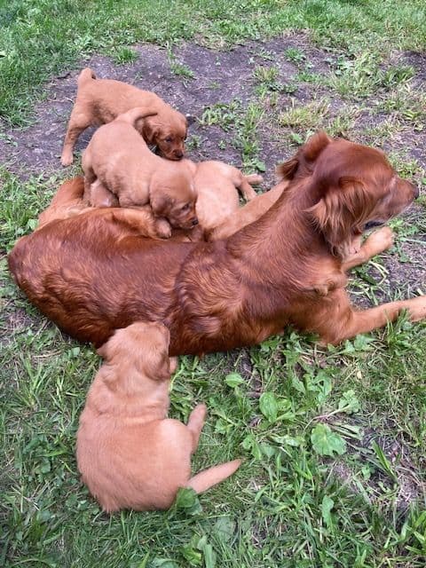 Dark RED Golden Retriever Puppies media 5