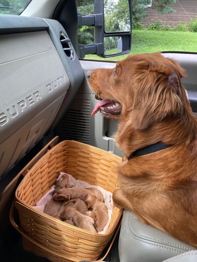 Dark RED Golden Retriever Puppies media 6