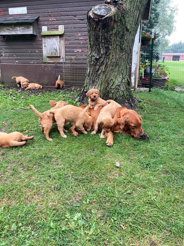 Dark RED Golden Retriever Puppies media 7