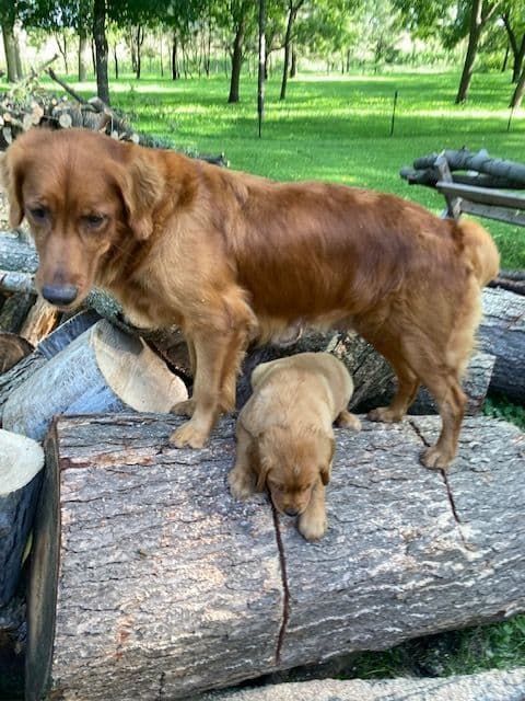 Dark RED Golden Retriever Puppies media 8