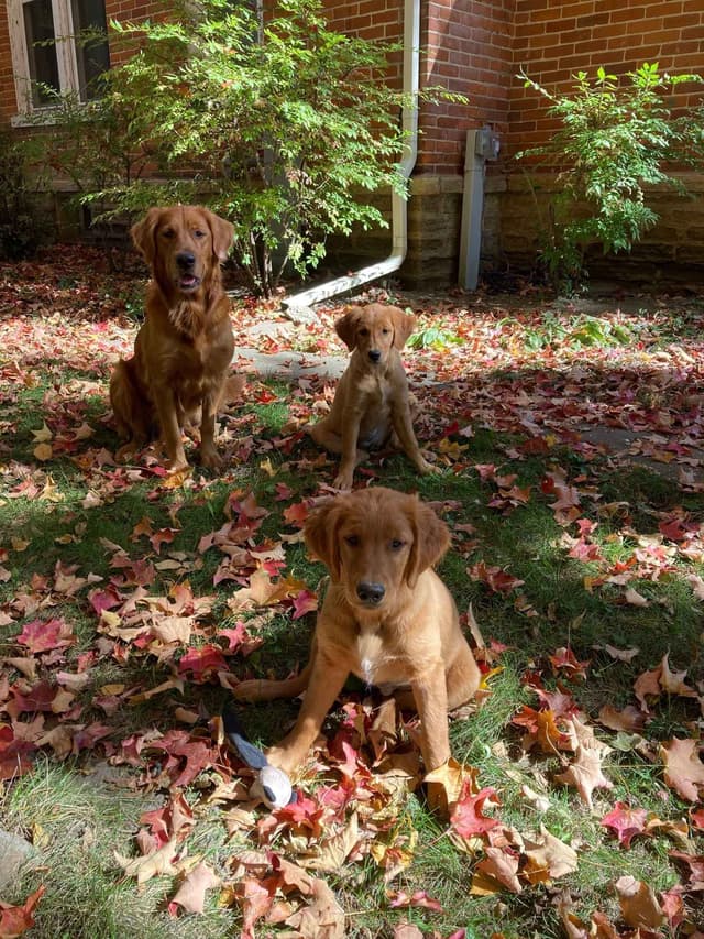 Dark RED Golden Retriever Puppies media 9