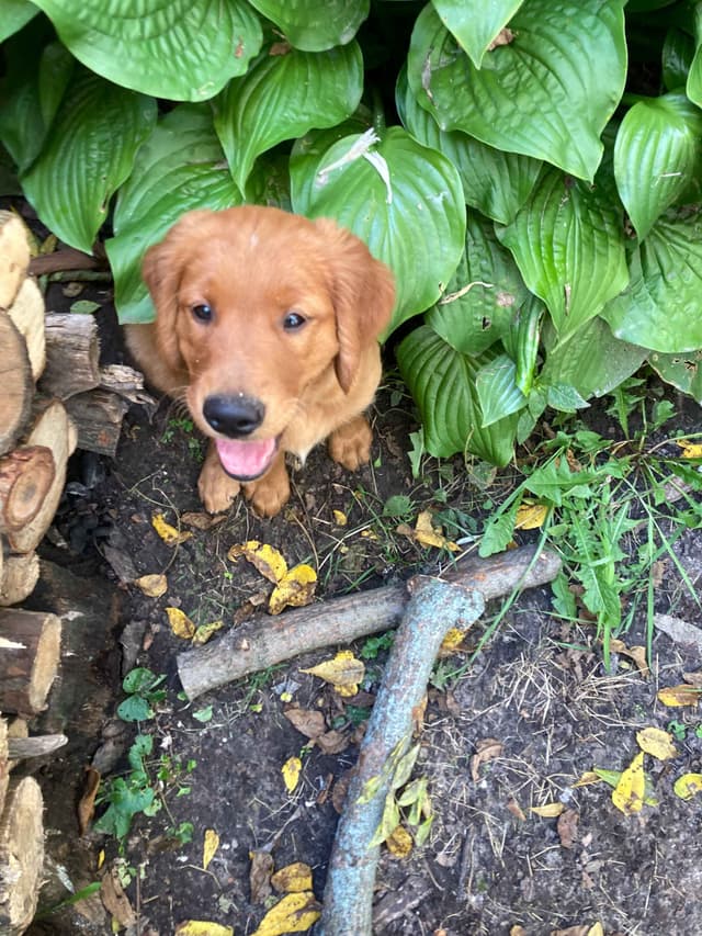 Dark RED Golden Retriever Puppies media 10