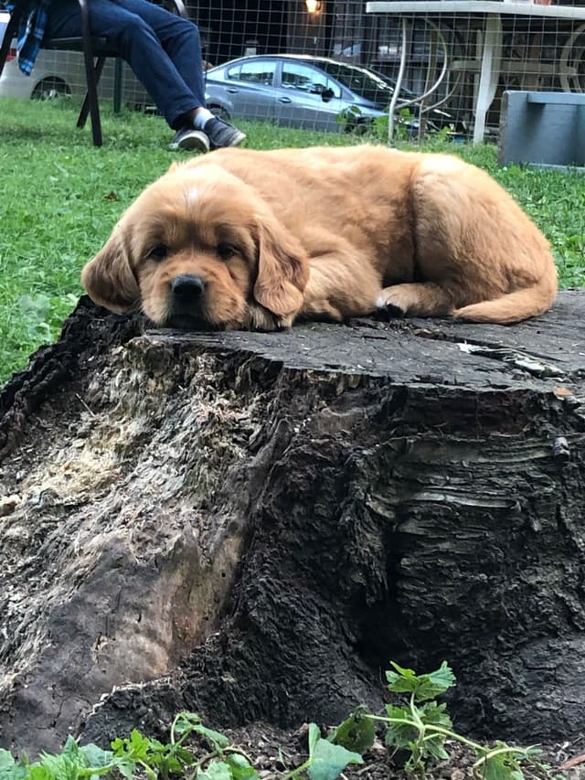 Dark RED Golden Retriever Puppies media 11