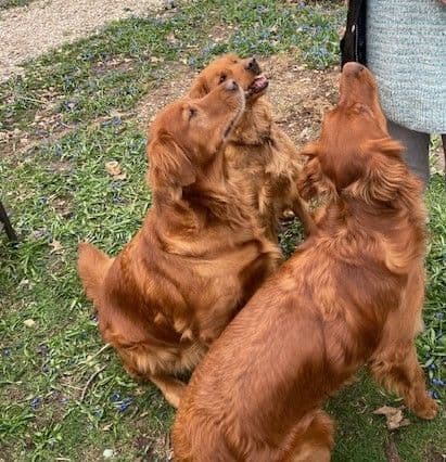 Dark RED Golden Retriever Puppies media 12