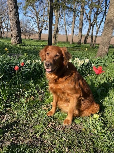 Dark RED Golden Retriever Puppies media 13