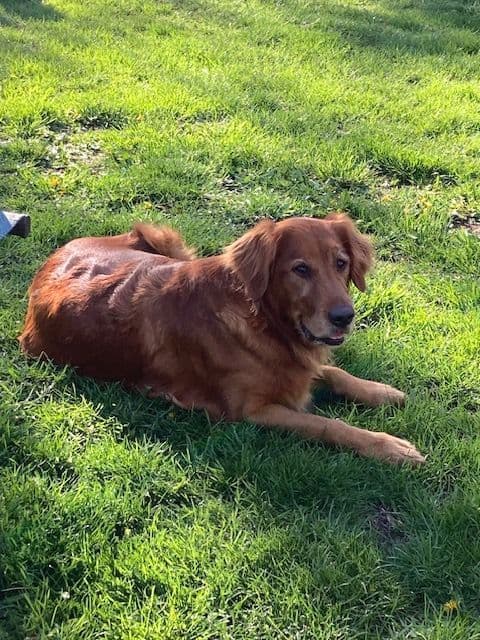 Dark RED Golden Retriever Puppies media 14