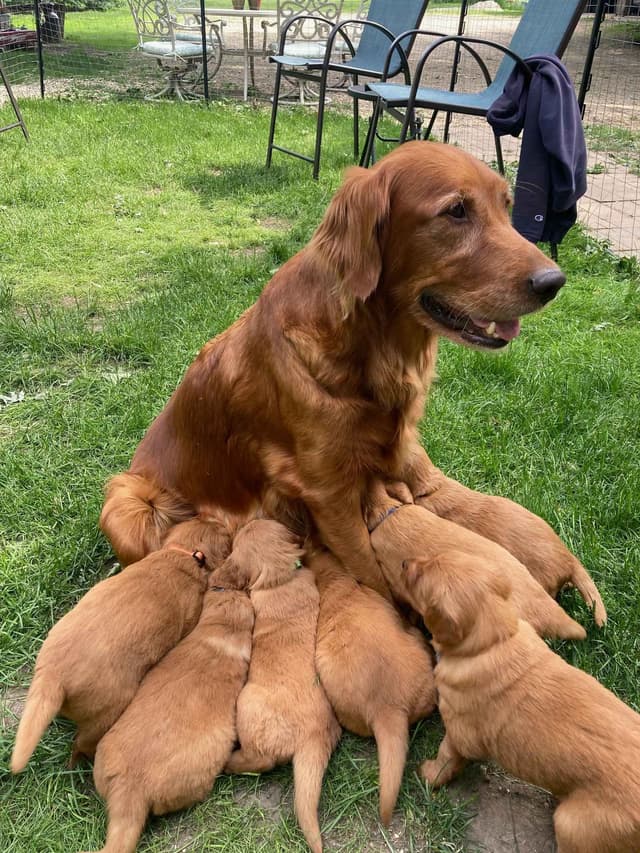 Dark RED Golden Retriever Puppies media 15