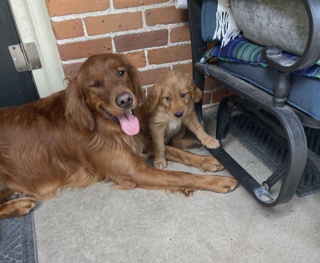 Dark RED Golden Retriever Puppies media 16