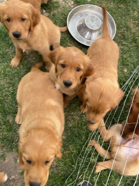 Dark RED Golden Retriever Puppies media 18
