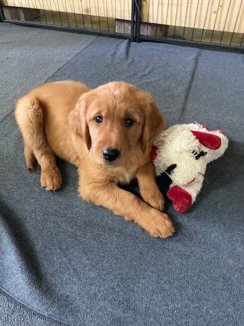 Dark RED Golden Retriever Puppies media 19