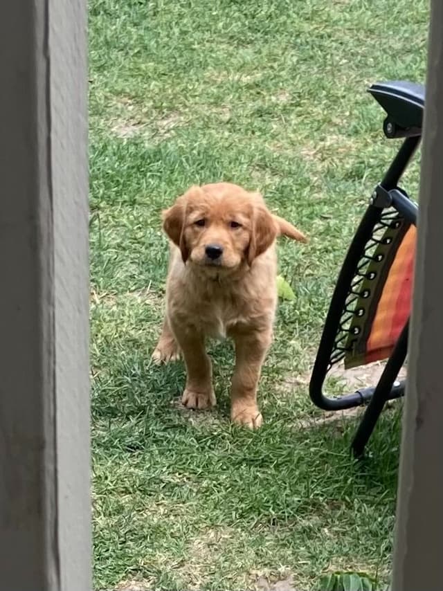 Dark RED Golden Retriever Puppies media 20