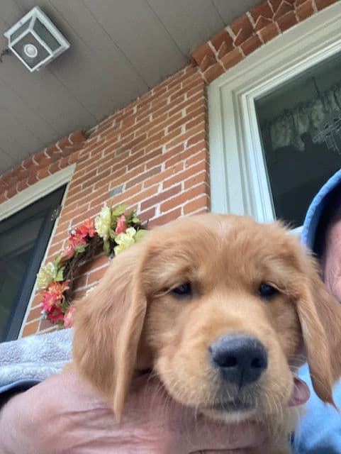 Dark RED Golden Retriever Puppies media 21