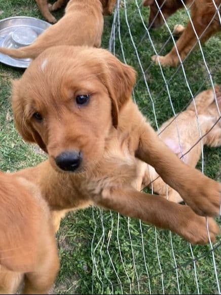 Dark RED Golden Retriever Puppies media 22