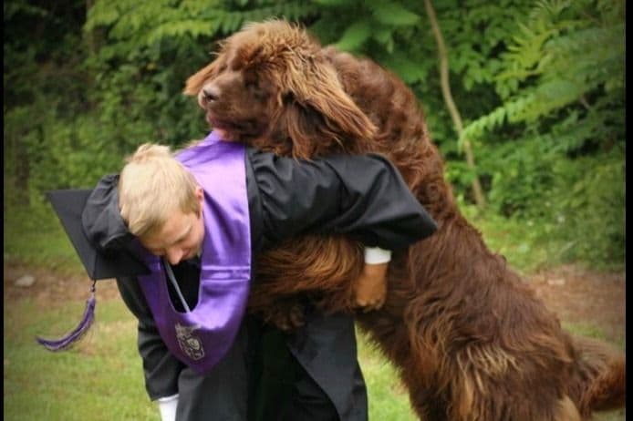 Newfoundland Puppies breeder image 1
