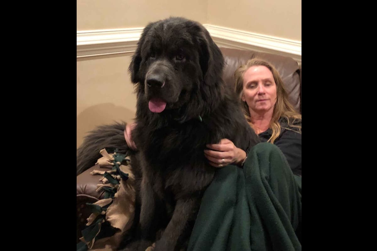 Newfoundland Puppies breeder image 2