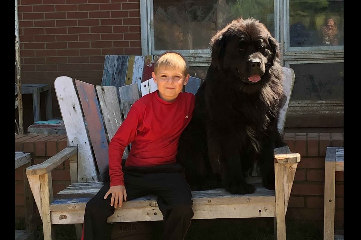 Newfoundland Puppies breeder image 3