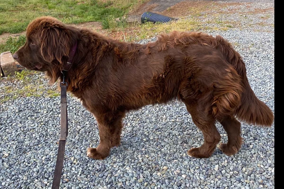 Newfoundland Puppies breeder image 4